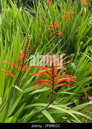 Rote röhrenförmige Gartenblumen auf dunklen schlanken Stängeln zwischen dichten langen grünen bandförmigen Blättern mit Wassertropfen auf dem Blattwerk und den Stängeln, die eine frische Textur erzeugen Stockfoto
