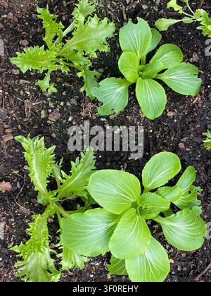 Junge Bok Choy- und bauschige Salatsämlinge, die in nährstoffreichem Gartenerde gepflanzt wurden, zeigen frühe Blattanentwicklung und Abstände in einem kleinen Gemüsebeet f Stockfoto