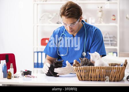 Tierarzt Arzt Kätzchen Prüfung in Animal Hospital Stockfoto