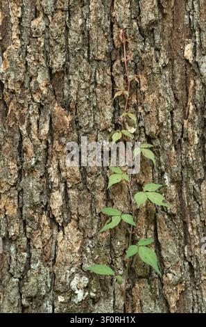 Vertikale Ansicht von Giftefeu (Toxicodendron radicans), die an einem Baumstamm in einem Wald in Tennessee emporwächst, mit deutlich sichtbaren dreiblättrigen Büscheln. Stockfoto
