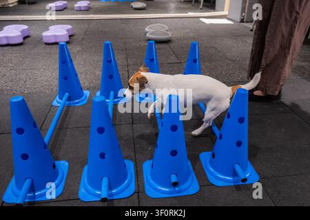 Ein Jack Russell Terrier springt während einer Agilitätsstunde über Hindernisse. Stockfoto