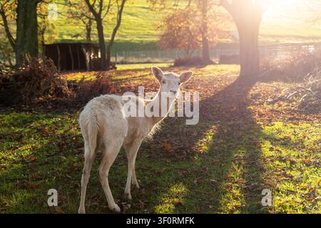 Weißes junges Reh steht im warmen Sonnenuntergangsglanz im Stadtpark von Magdeburg, umgeben von Herbstblättern und grünem Gras. Weiches Gegenlicht, Bäume, Schatten Stockfoto