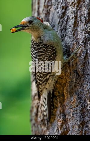 Rotschnabel-Specht, Melanerpes carolinus, Weibchen, das an einem Fettfutterhäuschen an einer Nordamerikanischen Rot-Eiche in Mecosta County, Michigan, USA, füttert Stockfoto