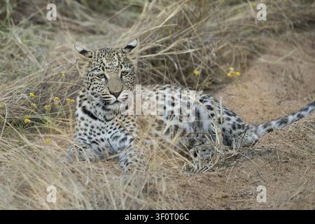 Leopard (Panthera Pardus) in hohe Gräser, Khomas Region, Namibia Stockfoto
