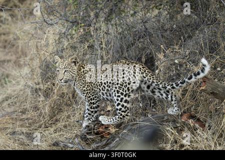 Leopard (Panthera Pardus) in hohe Gräser, Khomas Region, Namibia Stockfoto
