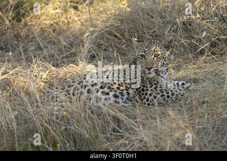 Leopard (Panthera Pardus) in hohe Gräser, Khomas Region, Namibia Stockfoto