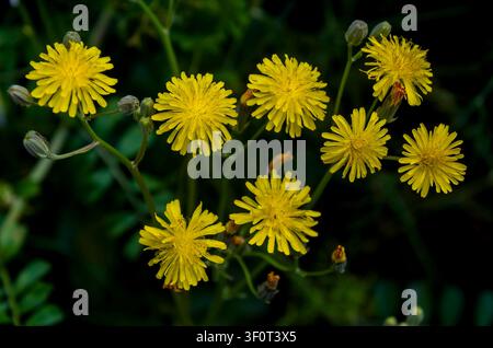 Crepis capillaris, der Glatte Habichtskraut, ist eine Art von Blütenpflanze in der Tribus Cichorieae innerhalb der Familie der Asteraceae und ist in Europa heimisch Stockfoto