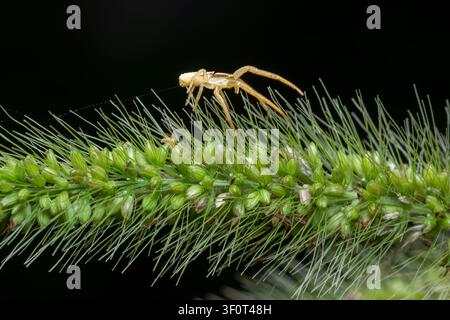 Goldene Spinne sitzt zart auf grünem Pflanzenstiel. Scharfe Augen verfolgen Bewegung in einem stillen, sonnenbeschienenen Moment. Feine, federartige Blätter umrahmen das vorsichtige Wesen Stockfoto
