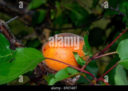 Faulige Aprikose am Obstbaum, Monilia-laxa-Befall, Pflanzenkrankheit Stockfoto