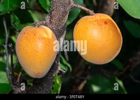Ein Büschel reifer Aprikosen, die an einem Baum im Obstgarten hängen. Aprikosenbaum mit Früchten und Blättern. Stockfoto