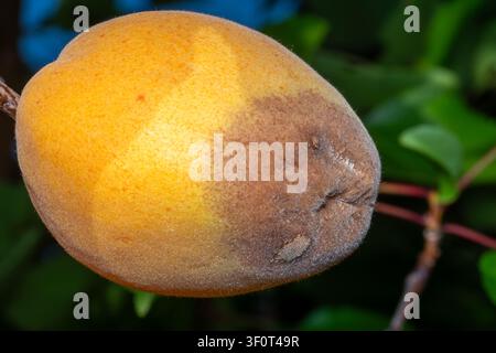 Faulige Aprikose am Obstbaum, Monilia-laxa-Befall, Pflanzenkrankheit Stockfoto