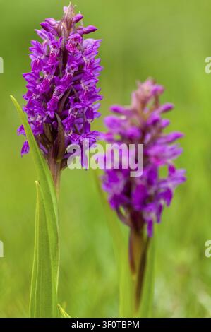 Dactylorhiza incarnata, fleischfarbene Orchidee, Orchideengewächse, Orchideen, Orchideenfamilie, Schweden, steifblättrige Orchidee, frühe März-Orchidee, Flora, große Größe Stockfoto
