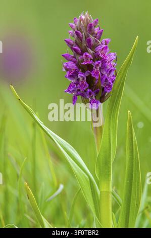 Dactylorhiza incarnata, fleischfarbene Orchidee, Orchideengewächse, Orchideen, Orchideenfamilie, Schweden, steifblättrige Orchidee, frühe März-Orchidee, Flora, große Größe Stockfoto
