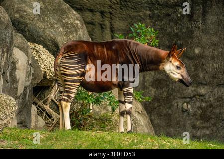 Das spezifische Seitenprofil des großen herbivoren Säugetiers zeigt die Zebrastreifen an den Hinterteilen nahe der Steinblöcke im Park. Stockfoto