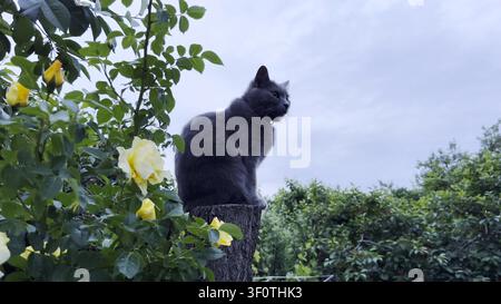 Graue Hauskatze sitzt ruhig auf einem hohen Baumstumpf im Sommergarten. Umgeben von Grün beobachtet hübsche Kätzchen die Umgebung leicht Stockfoto