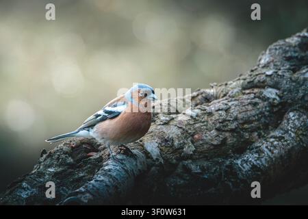 Männliche und weibliche Buchfinken im Waldhabitat im Pow Hill Country Park, County Durham, britische Singvögel in natürlicher Landschaftseinstellung Stockfoto