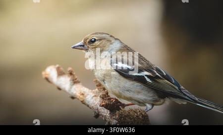 Männliche und weibliche Buchfinken im Waldhabitat im Pow Hill Country Park, County Durham, britische Singvögel in natürlicher Landschaftseinstellung Stockfoto