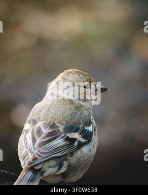 Männliche und weibliche Buchfinken im Waldhabitat im Pow Hill Country Park, County Durham, britische Singvögel in natürlicher Landschaftseinstellung Stockfoto