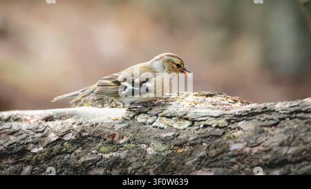 Männliche und weibliche Buchfinken im Waldhabitat im Pow Hill Country Park, County Durham, britische Singvögel in natürlicher Landschaftseinstellung Stockfoto