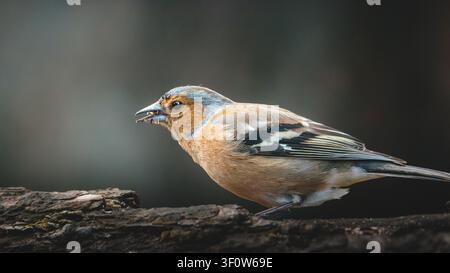 Männliche und weibliche Buchfinken im Waldhabitat im Pow Hill Country Park, County Durham, britische Singvögel in natürlicher Landschaftseinstellung Stockfoto