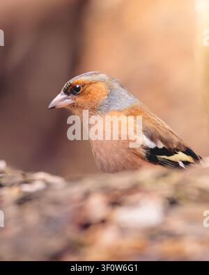 Männliche und weibliche Buchfinken im Waldhabitat im Pow Hill Country Park, County Durham, britische Singvögel in natürlicher Landschaftseinstellung Stockfoto