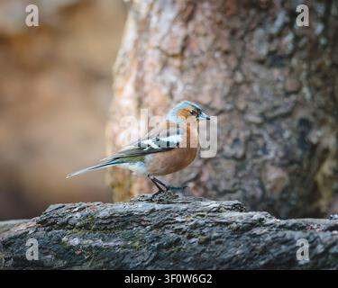 Männliche und weibliche Buchfinken im Waldhabitat im Pow Hill Country Park, County Durham, britische Singvögel in natürlicher Landschaftseinstellung Stockfoto