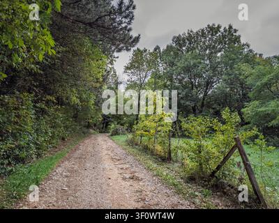 Waldweg durch dichtes Grün und Bäume, der einen ländlichen Pfad für Wandern, Spazierengehen, Freizeitaktivitäten im Freien und Naturerkundung in einem bewaldeten Gebirge zeigt Stockfoto