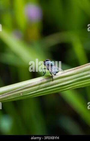 Eine Makro-Nahaufnahme fängt eine lebendige, irisierende grüne Fliegenart mit markanten roten Facettenaugen ein, die sich zart auf einem üppigen grünen Pflanzenstiel befindet Stockfoto