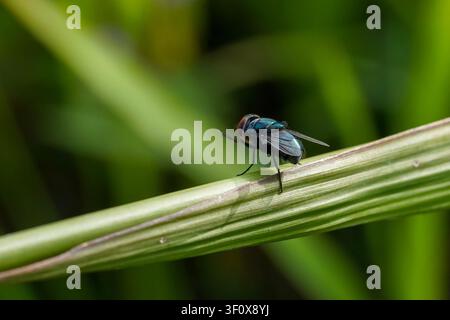 Eine detaillierte Makroaufnahme einer metallisch grünen Schmeißfliege (Calliphora vomitoria), die auf einem lebhaften grünen Blatt sitzt und ihren irisierenden Körper und die Komplexität zur Schau stellt Stockfoto