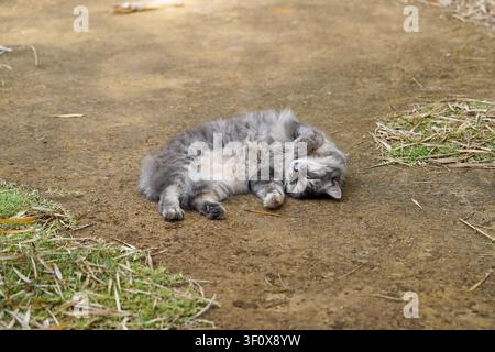 Eine entzückende flauschige graue Katze wird in einem ruhigen Moment eingefangen, wie sie auf dem Rücken auf dem Erdboden fest schläft. Ihre Pfoten sind zusammengerollt und ihr Bauch ist exp Stockfoto