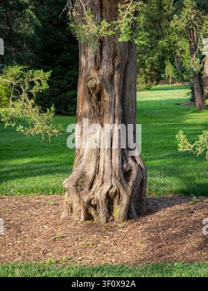 Ein strukturierter und knorriger alter Baumstamm mit großen freiliegenden Wurzeln, die aus einem Mulchbeet auf einem grünen Rasen in einer Parklandschaft wachsen Stockfoto