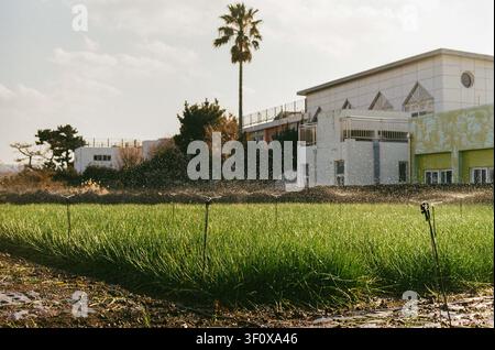 Bewässerungssprinkler bewässern ein grünes Bauernfeld auf der Insel Jeju Stockfoto