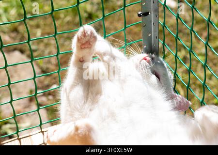Bezaubernde weiße flauschige Katze entspannt sich bequem auf einer sicheren Außenkatzenanlage, streckt die Pfoten und genießt das sonnige Wetter in einem sicheren Gehege mit grünem Wi Stockfoto