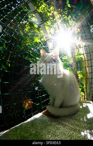 Entzückende weiße Katze sitzt auf einer Katzenauflage im Hinterhof, beleuchtet von hellem Lichteinfall mit grünem Gartenlaub im Hintergrund, aufgenommen mit einer kreativ Stockfoto