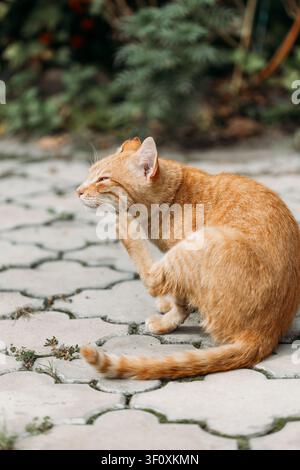 Eine rote Katze kratzt sich am Ohr, während sie auf Außenpflastersteinen sitzt. Stockfoto