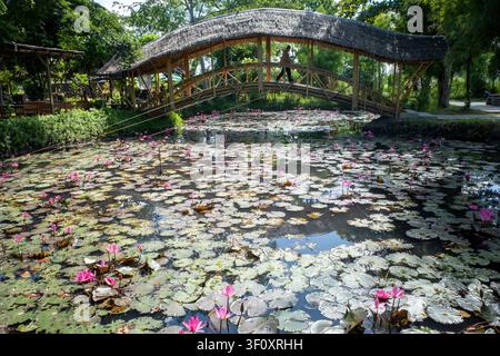 Rosa Seerose, Bunga Teratai, Nymphaea Rubra (Pubescens) und eine traditionelle Bambusbrücke. Stockfoto