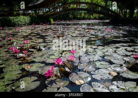 Rosa Seerose, Bunga Teratai, Nymphaea Rubra (Pubescens) und eine traditionelle Bambusbrücke. Stockfoto