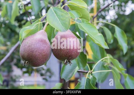 Unreife rote Birnen hängen an einem gesunden Obstbaumzweig mit grünen Blättern während der Sommerfruchtentwicklung, Nahaufnahme Stockfoto