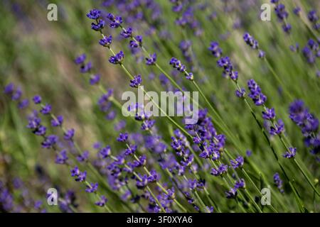 24.06.2026, Kurpark in Bad Wörishofen Bayern, der schön angelegte Kneipp-Kräutergarten mit den bekanntesten Heilkräutern in der Heilkunde. Echter Lavendel Lavendula angustifolia Lamiaceae, Aus den Blütenständen mit Stängel wird Lavendelöl hergestellt. Lavendel ist eine in der Parfümerie geschätzte Pflanzengattung. Dies gilt vor allem für den Echten Lavendel, Auszüge aus Lavendelblüten haben leicht beruhigende, blähungswidrige und gallentreibende Eigenschaften. Man nutzt dies zur Milderung von Beschwerden wie innere Unruhe, nervöse Erschöpfung, Einschlafstörungen, Migräne sowie nervösen Magen-D Stockfoto
