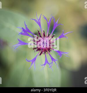 Eine Nahaufnahme-Makroaufnahme einer leuchtend violetten und blauen Kornblume in voller Blüte, ihre filigranen Blütenblätter und der dunkelrosa Mittelpunkt scharf vor einem weichen grünen Hintergrund Stockfoto