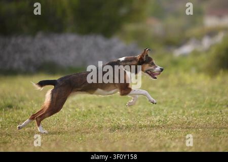 Ein Mischlingshund sprintet über eine grasbewachsene Wiese im Freien. Schnelle Bewegung und athletische Haltung schaffen eine aufregende, verspielte Atmosphäre. Stockfoto
