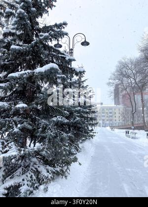 Schneebedeckte Fichten entlang eines Parkweges während eines sanften Winter Schneefalls Stockfoto
