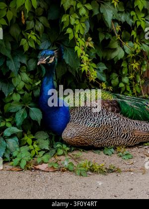 Männlicher Indischer Pfau (Pavo cristatus) im Waldstein-Garten in Prag, Tschechische Republik Stockfoto