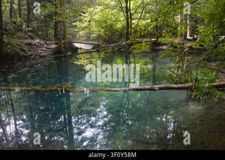 Ein kristallklarer türkiser Quellweiher tief in einem üppigen Wald, der hohe Bäume widerspiegelt, mit Steinen, die unter dem transparenten Wasser sichtbar sind. Stockfoto