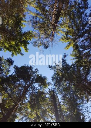 Schaut direkt nach oben zu den hoch aufragenden Kronen der hohen Kiefern, die einen hellen, klaren blauen Himmel in einem stillen Wald einrahmen. Stockfoto