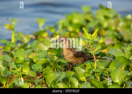 Weibliche Bootsschwanz-Grackle auf Wasserhyazinthen Stockfoto