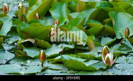 Blick auf Seerosen und grüne Seerosenblätter, die auf der Wasseroberfläche des Teiches im Maschpark, Hannover, Niedersachsen, Deutschland schwimmen. Stockfoto