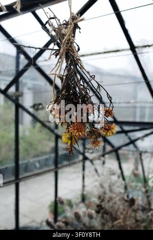 Blumen trocknen in einem alten Gewächshaus Stockfoto