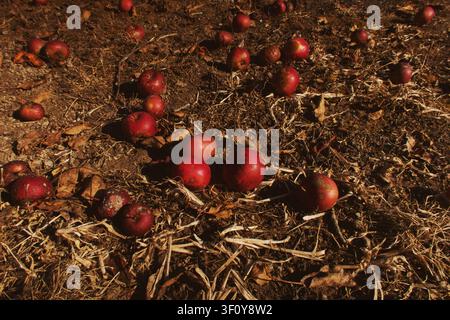 Gefallene rote Äpfel liegen auf dem trockenen Boden Stockfoto