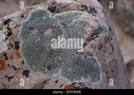 Grüner Flechtenbewuchs auf verwitterter Sandstein-Rocktextur Stockfoto